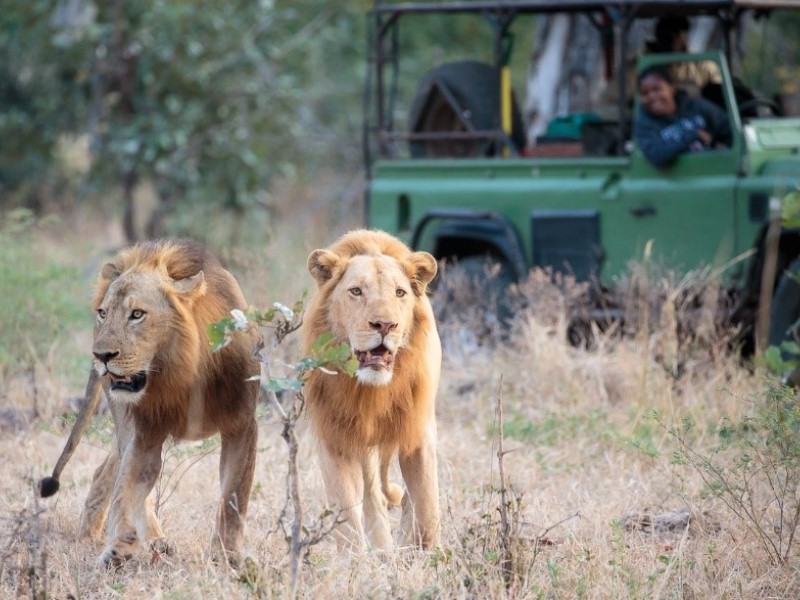 9 Days South Luangwa and Victoria Falls Safari