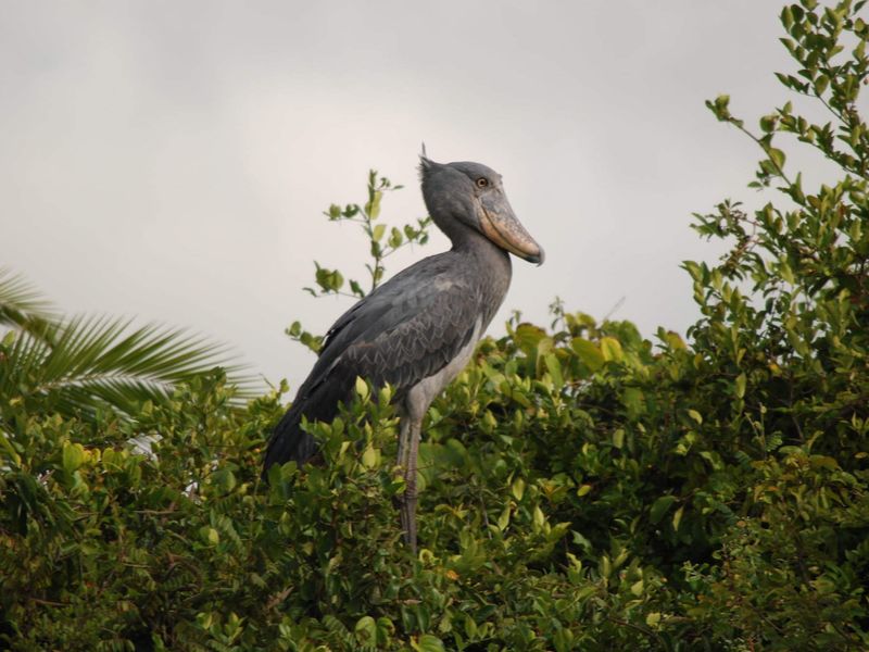 Birding